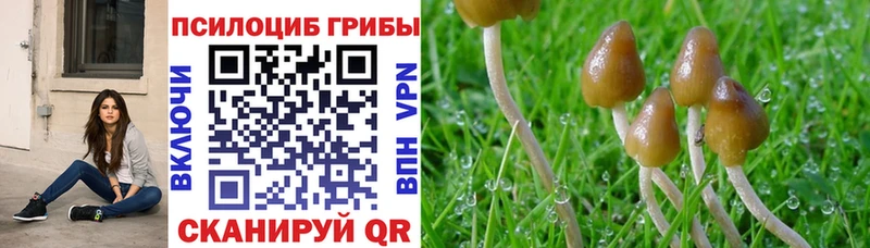 блэк спрут маркетплейс  Чкаловск  Галлюциногенные грибы Cubensis 